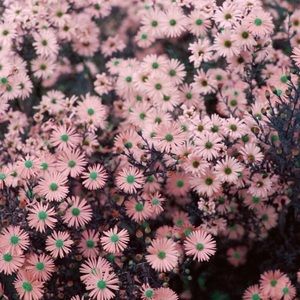 Meet your Posher, Liliana